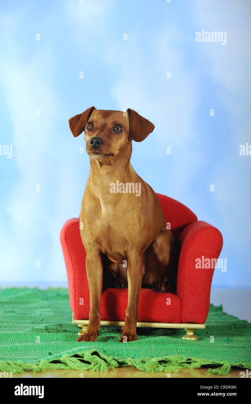 Brown Miniature Pinscher sitting on a red mini armchair Stock Photo