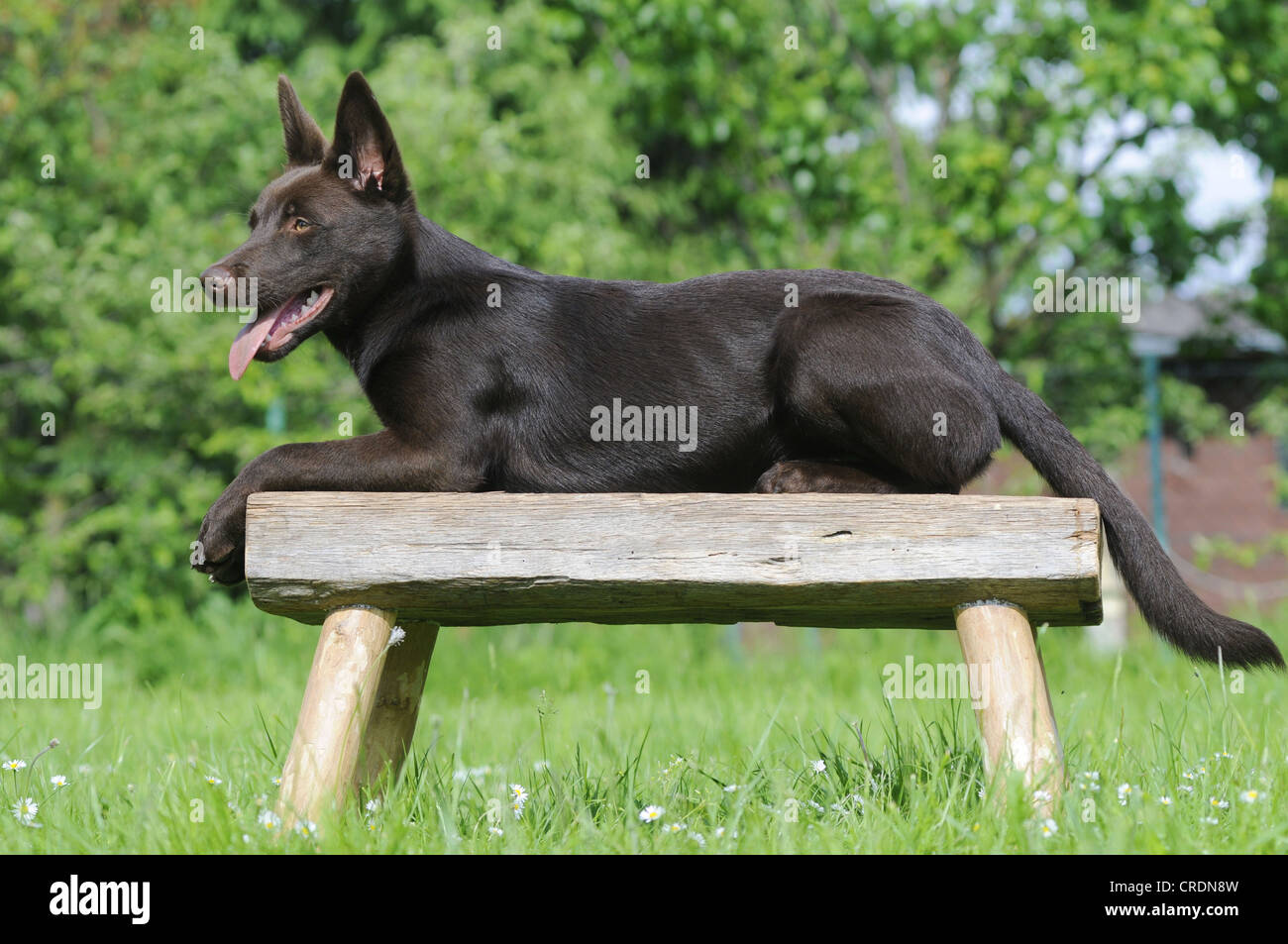 Australian Kelpie, chocolate coloured, lying on a wooden bench Stock Photo