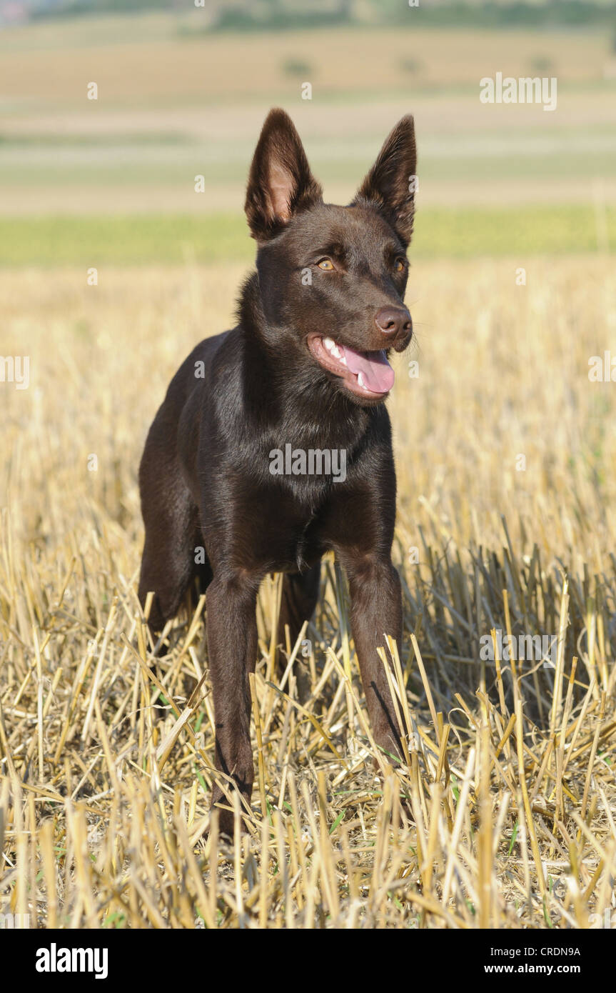 Kelpie chocolate clearance