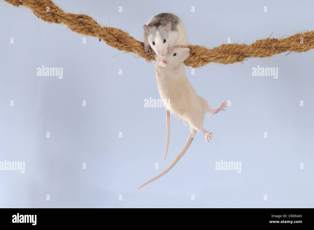 Fancy Rats, husky and cream coloured, climbing on a rope Stock Photo
