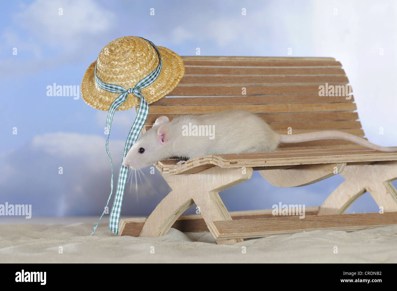 Fancy Rat, cream coloured, on a small wooden bench, with a sunhat Stock Photo