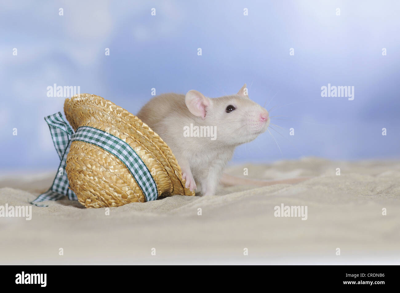 Fancy Rat, cream coloured, sitting on sand beside a mini straw hat Stock Photo