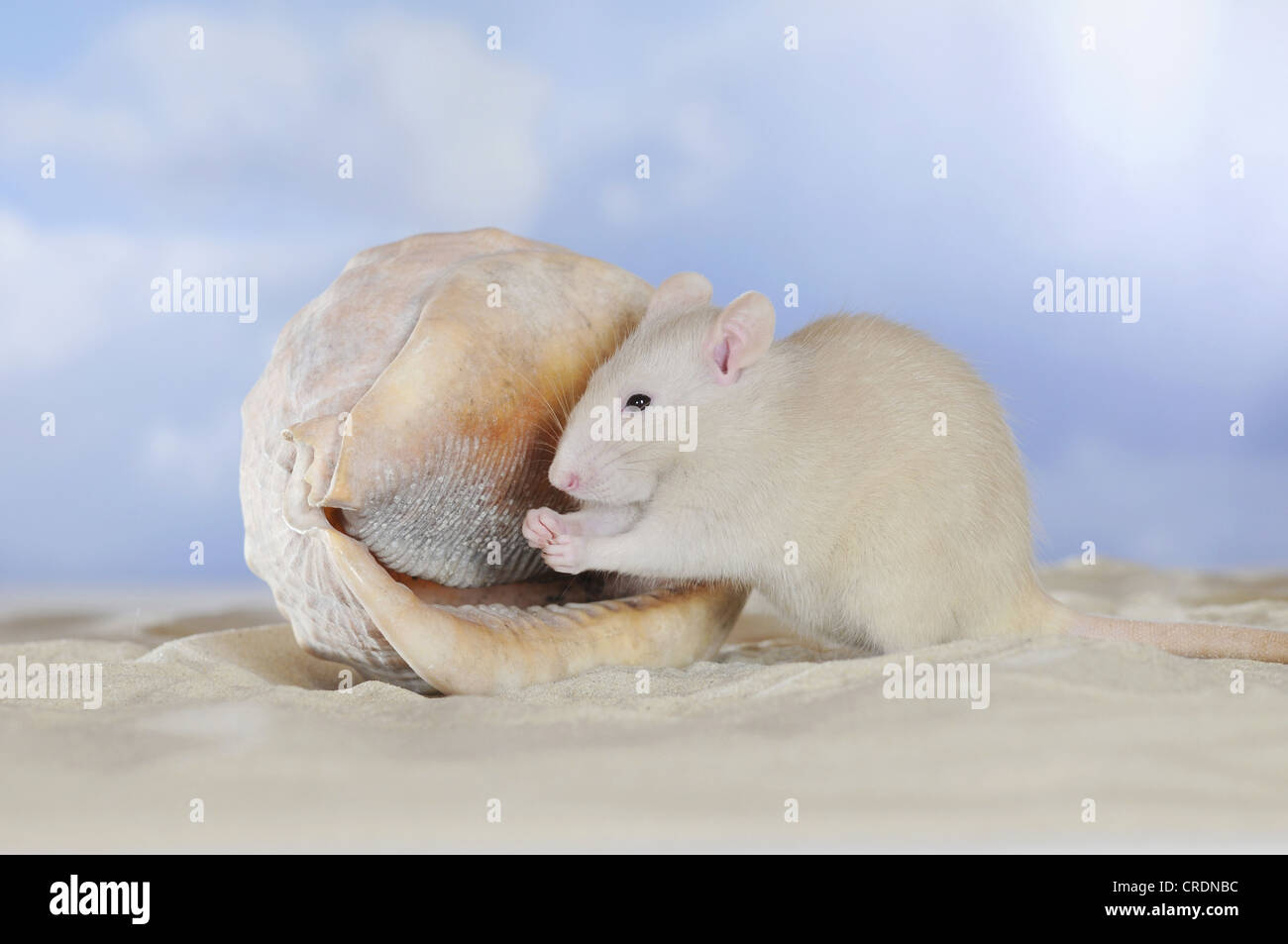 Fancy Rat, cream coloured, sitting on sand beside a seashell, cleaning its paws Stock Photo