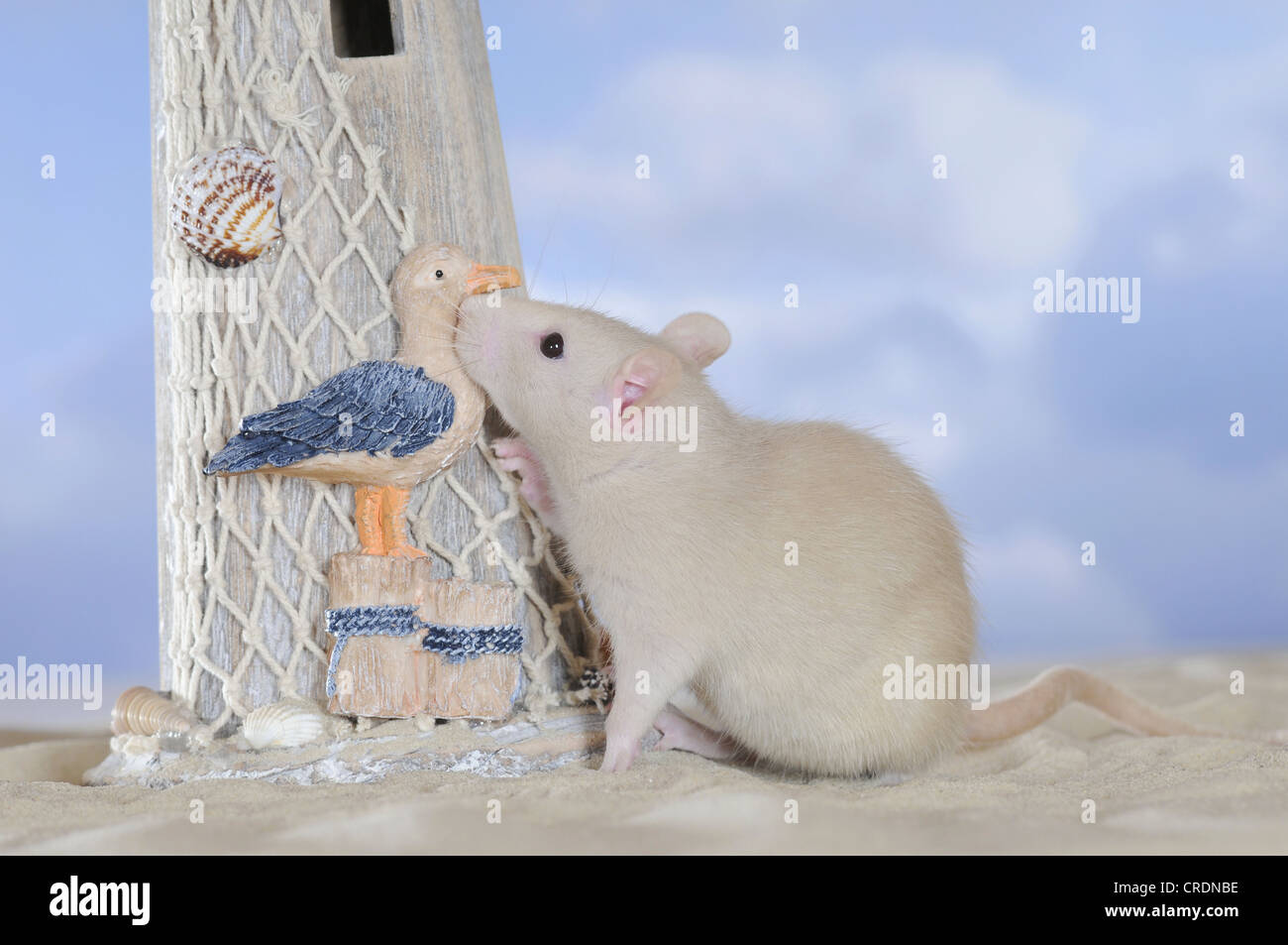 Fancy Rat, cream coloured, on sand, sniffing at a lighthouse Stock Photo