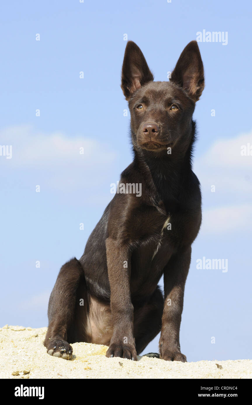 Australian Kelpie puppy, chocolate coloured, sitting on sand Stock Photo