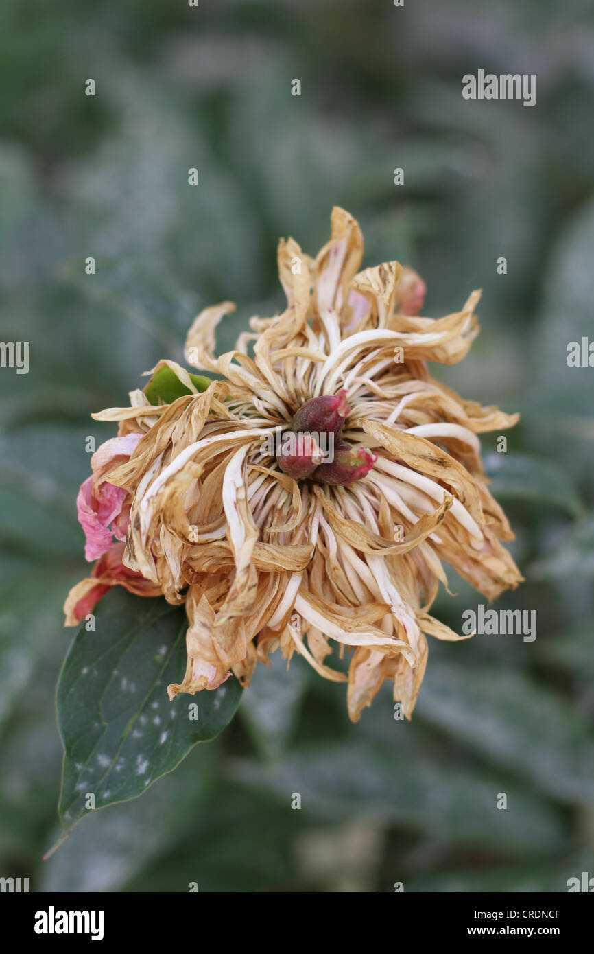 a-close-up-of-a-dying-flower-stock-photo-alamy
