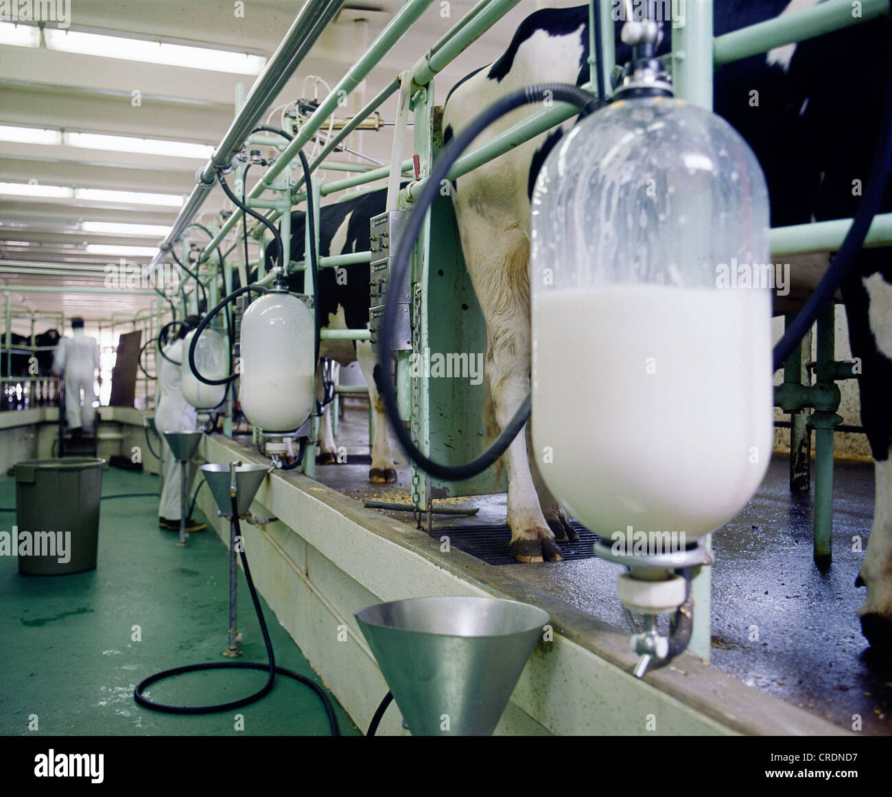 MILKING PARLOR IN DAIRY FARM / COLORADO Stock Photo