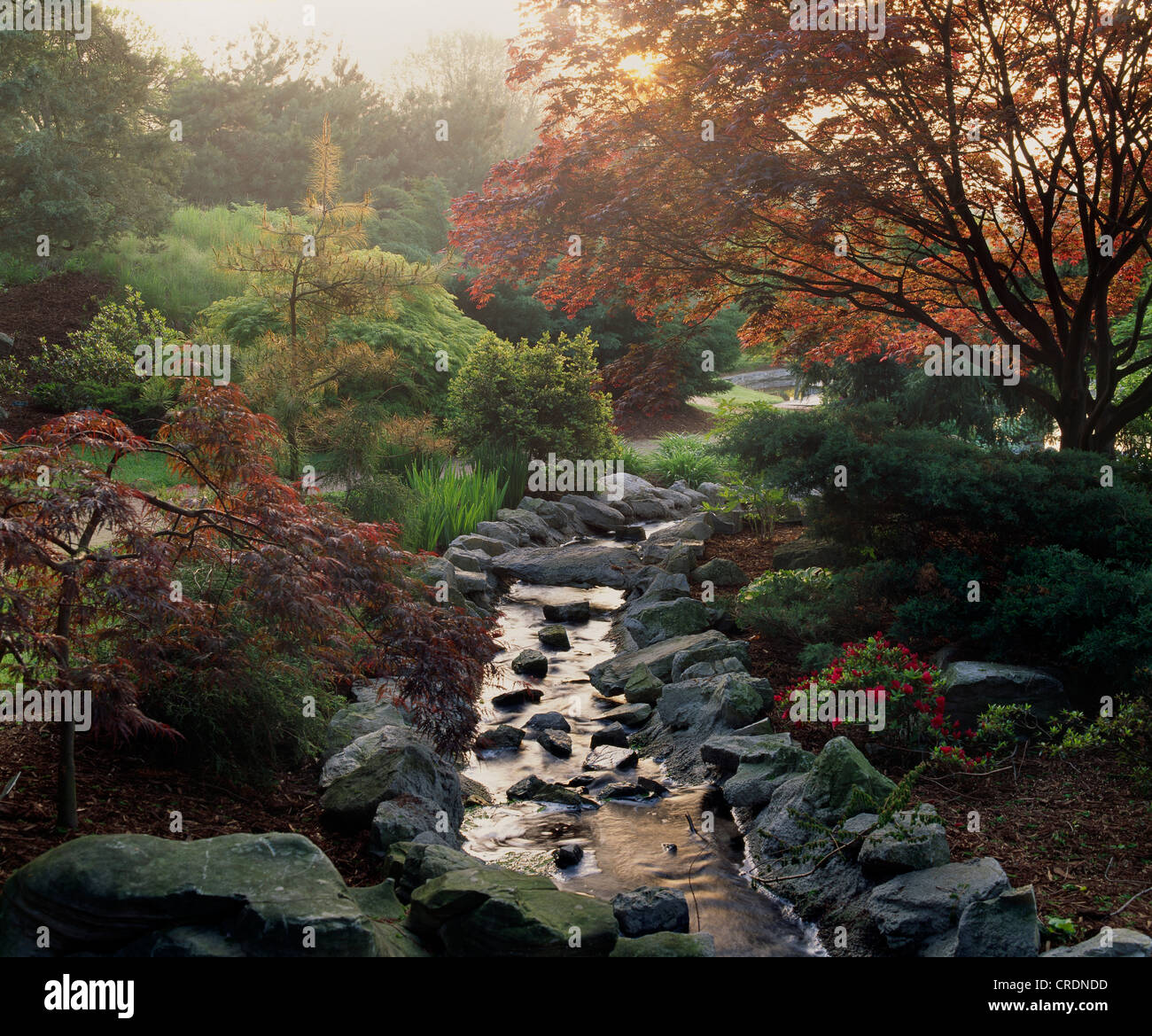 JAPANESE GARDEN WITH JAPANESE MAPLE; DRAGON-EYE PINE, BLUE PFITZER JUNIPER AT THE HERSHEY GARDENS/ HERSHEY PENNSYLVANIA Stock Photo