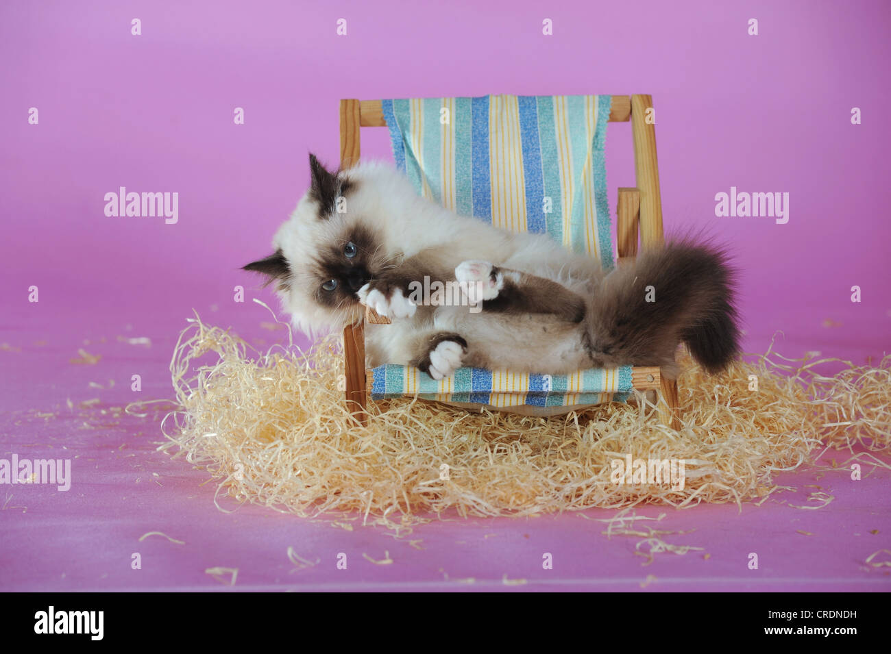 Birman cat lying in a mini deckchair and licking its paw Stock Photo