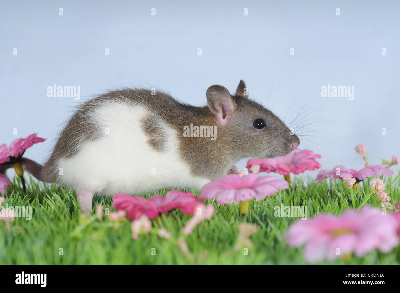 A rat king hi-res stock photography and images - Alamy