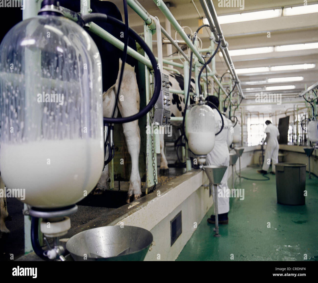 MILKING PARLOR IN DAIRY FARM / COLORADO Stock Photo Alamy