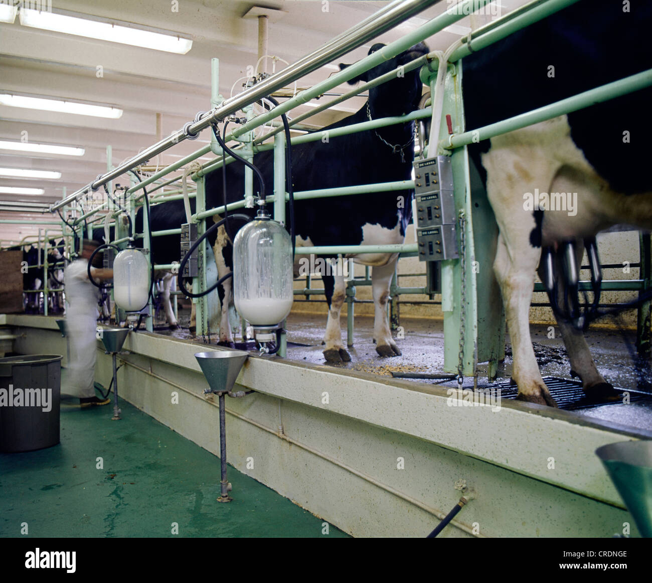 MILKING PARLOR IN MODERN DAIRY FARM / COLORADO Stock Photo