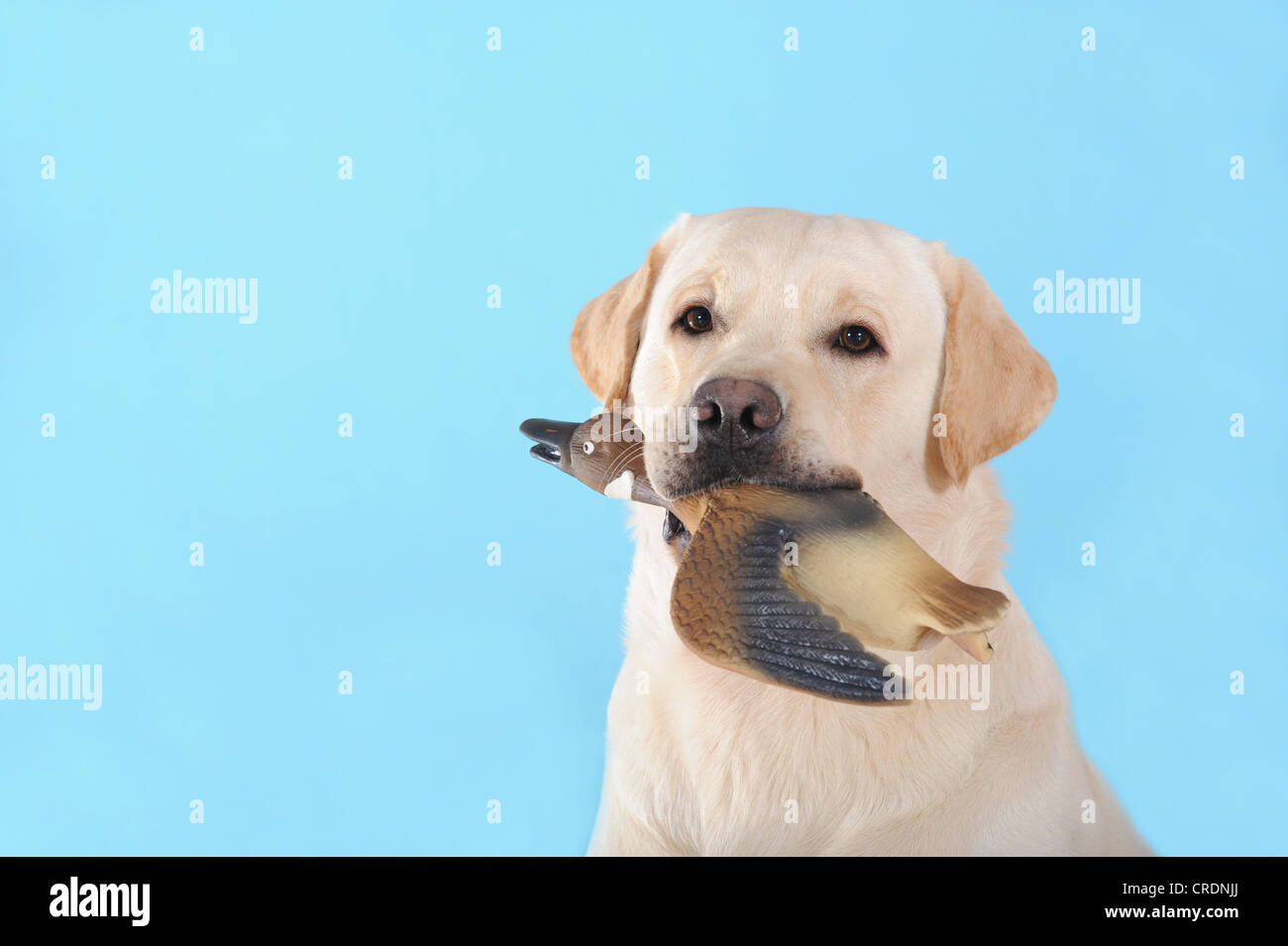 Labrador ducks hires stock photography and images Alamy