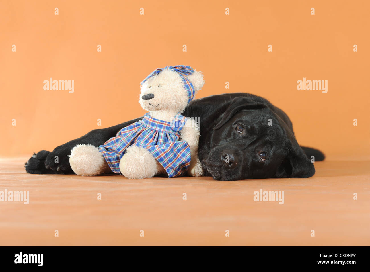black labrador teddy bear