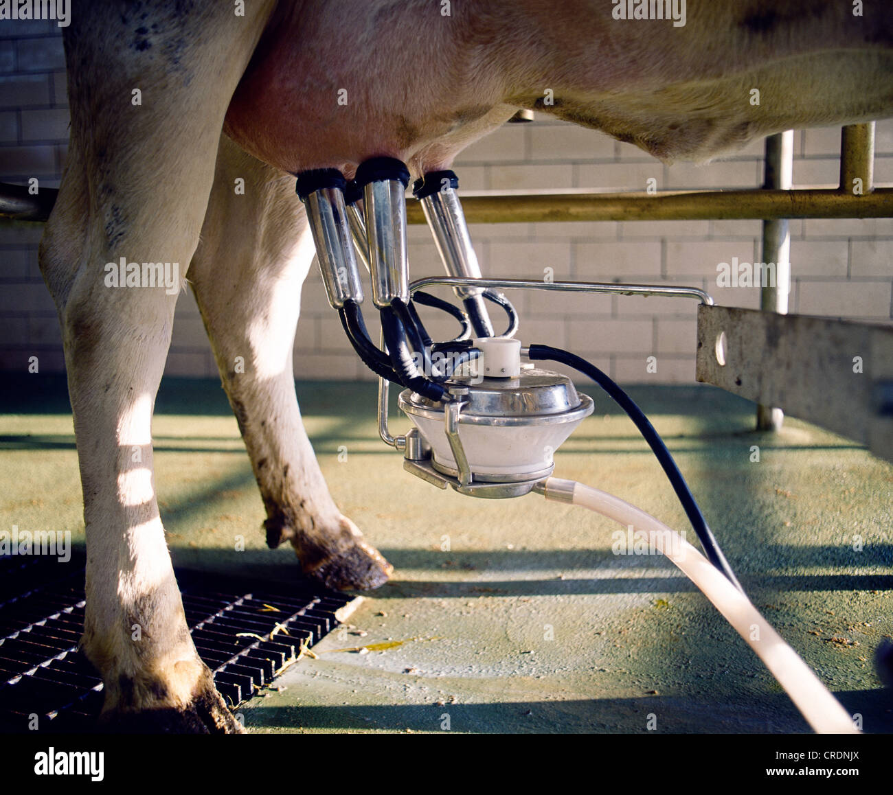 MILKING / PENNSYLVANIA Stock Photo