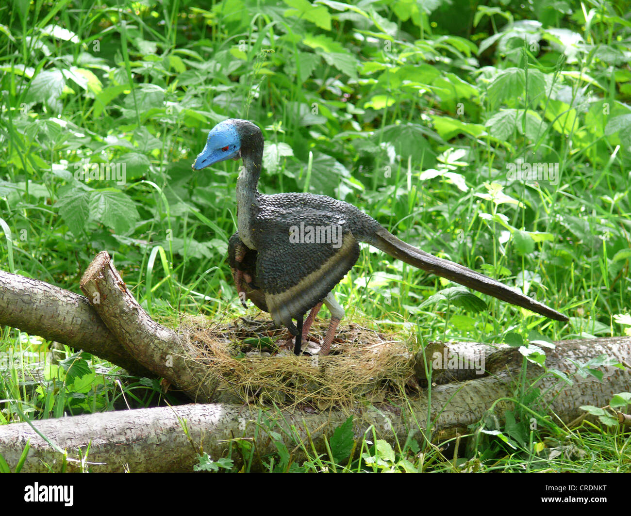 Nest Archaeopteryx