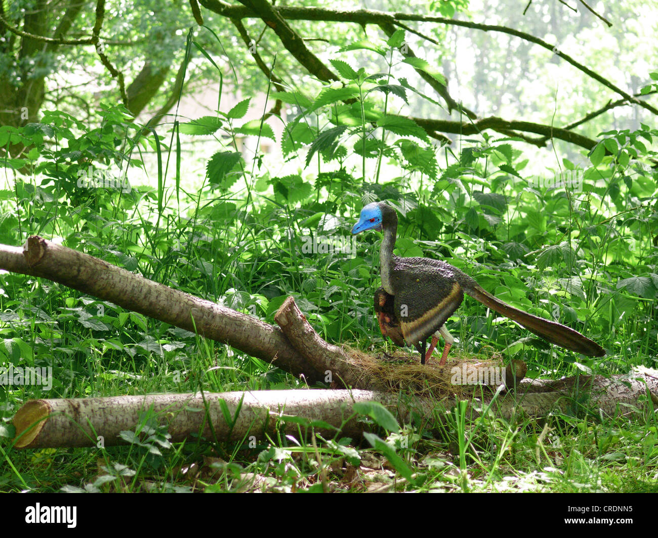 Archaeopteryx (Archaeopteryx), sitting in its Nest, considered as first bird still having some