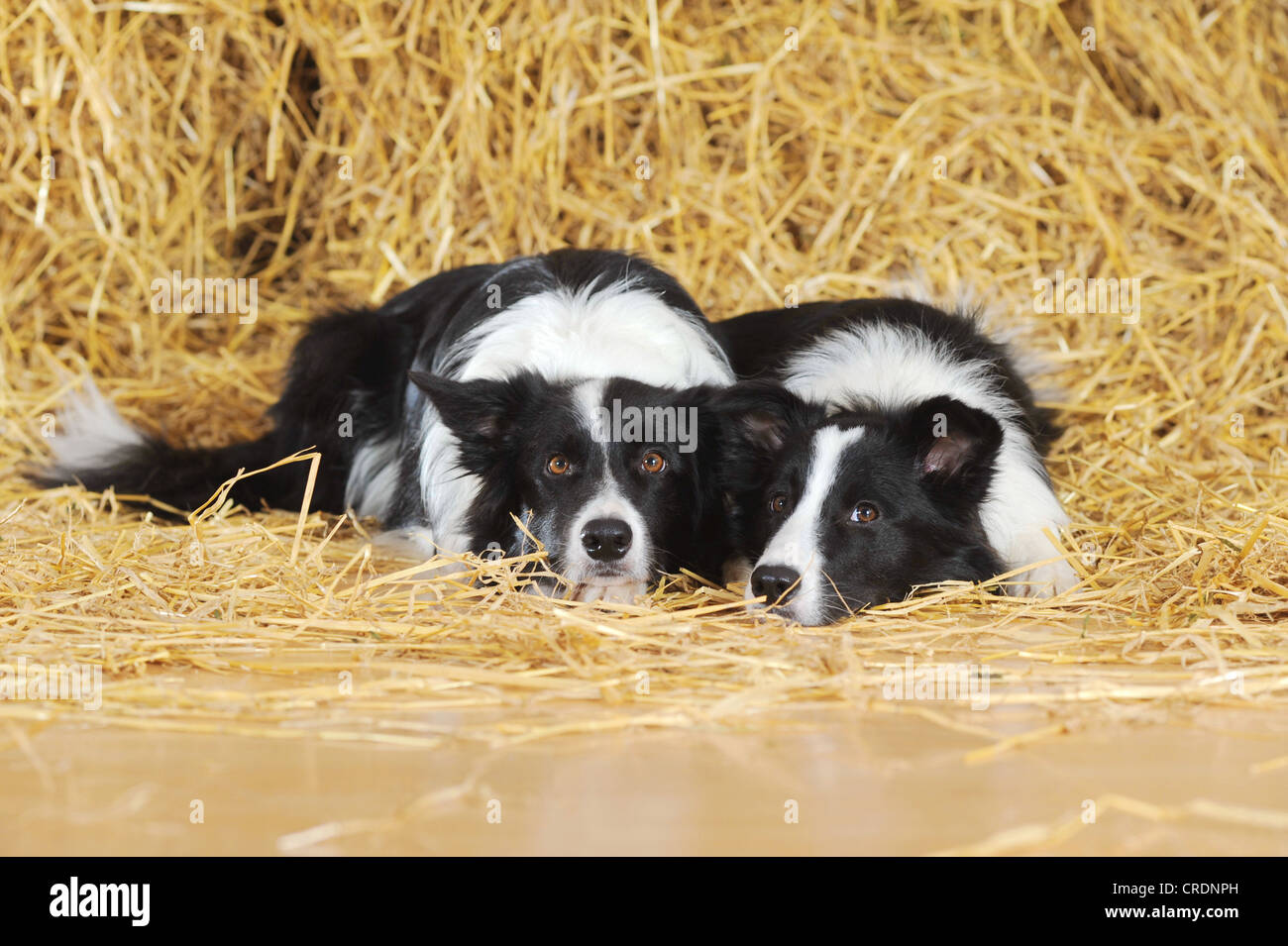 Two Border Collies lying in the straw Stock Photo