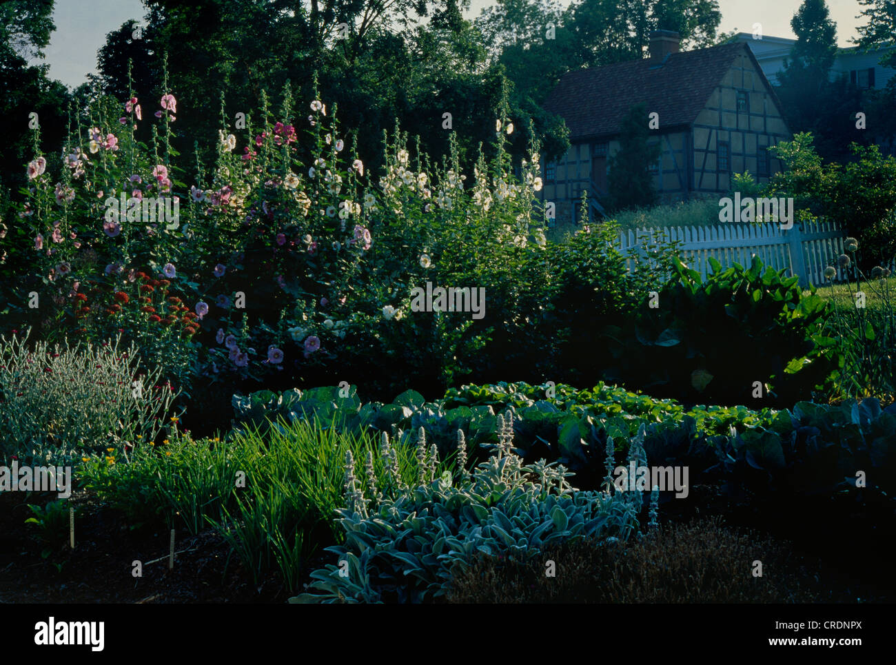 Lychnis coronaria hollyhock hires stock photography and images Alamy