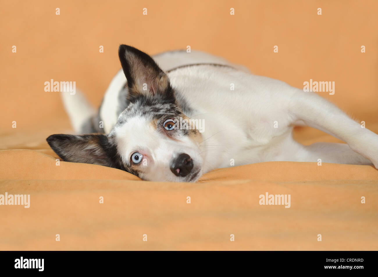 Dog lying on side hires stock photography and images Alamy
