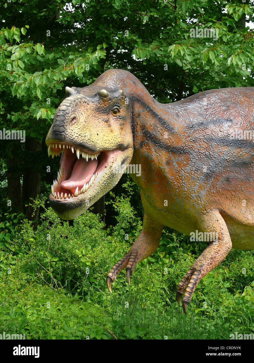 Albertosaurus (Albertosaurus), attacking Stock Photo - Alamy