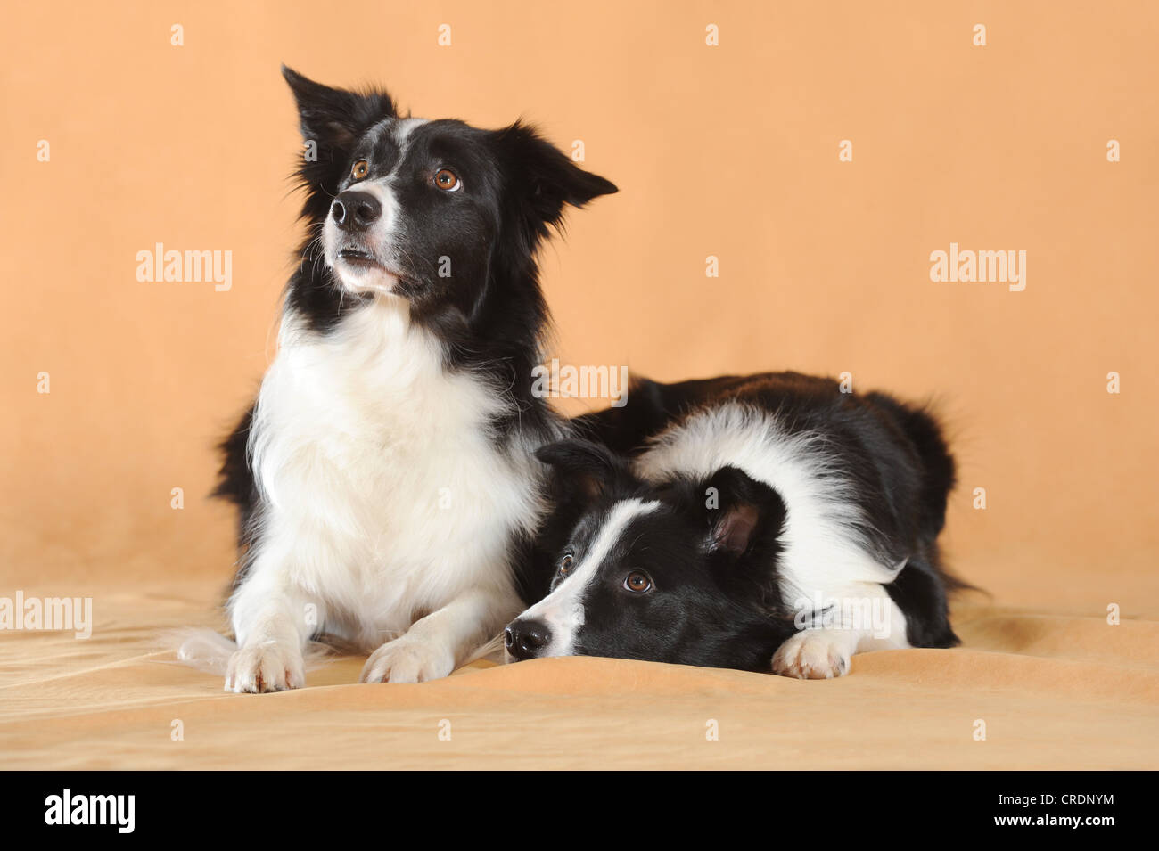 Black And White Collies High Resolution Stock Photography and Images - Alamy