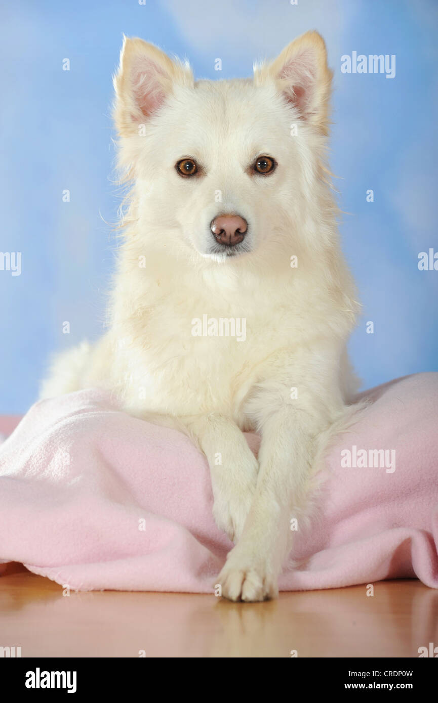 Spitz crossbreed lying on a pink blanket Stock Photo