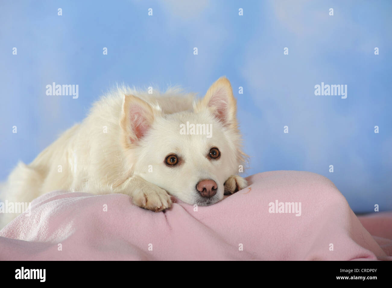 Spitz crossbreed lying on a pink blanket with its head between its paws Stock Photo