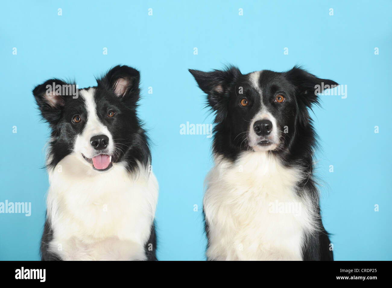 Two Border Collies, portrait, in front of turquoise Stock Photo