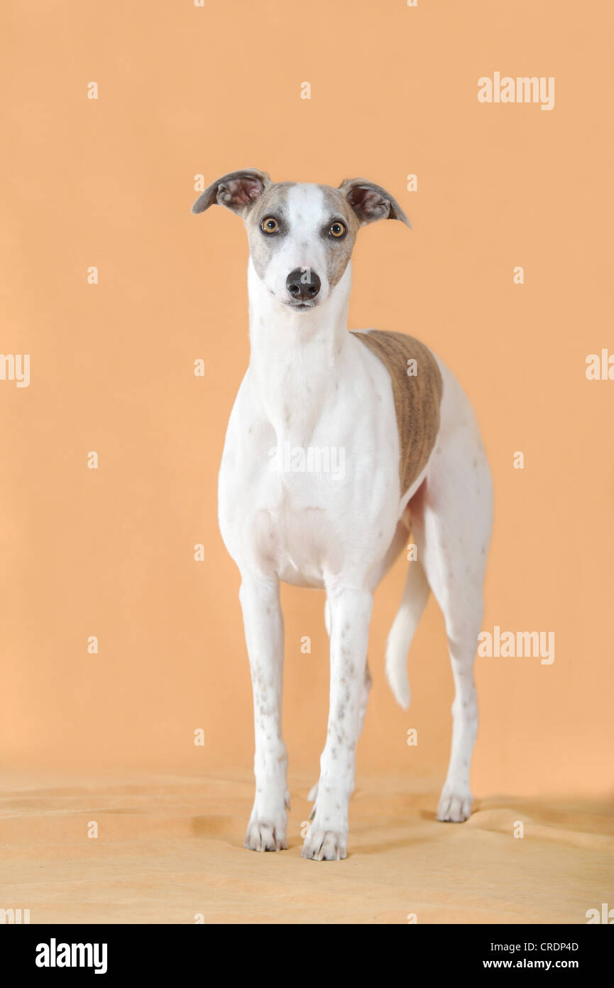 Whippet standing Stock Photo
