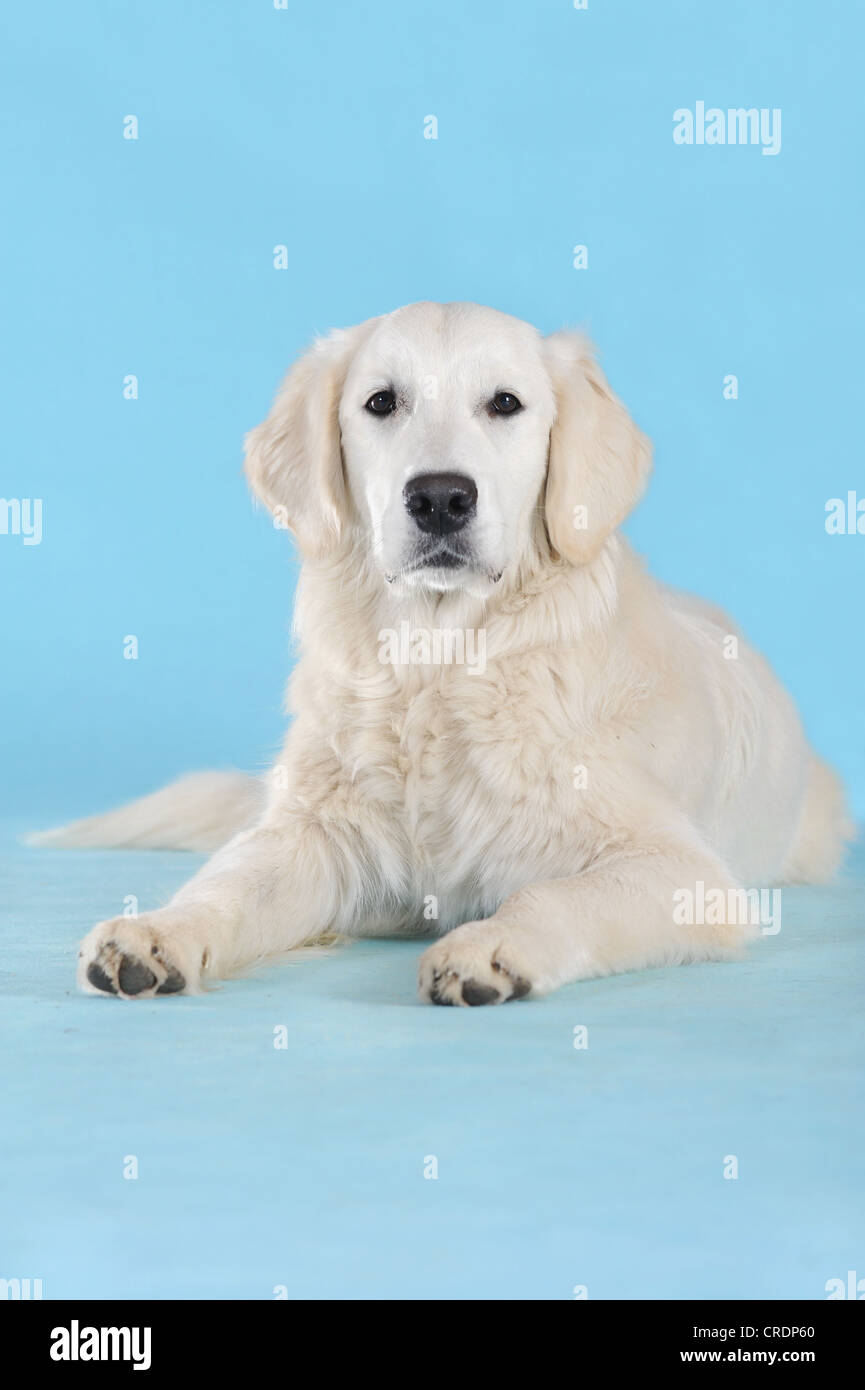Golden retriever looking front hi-res stock photography and images - Alamy