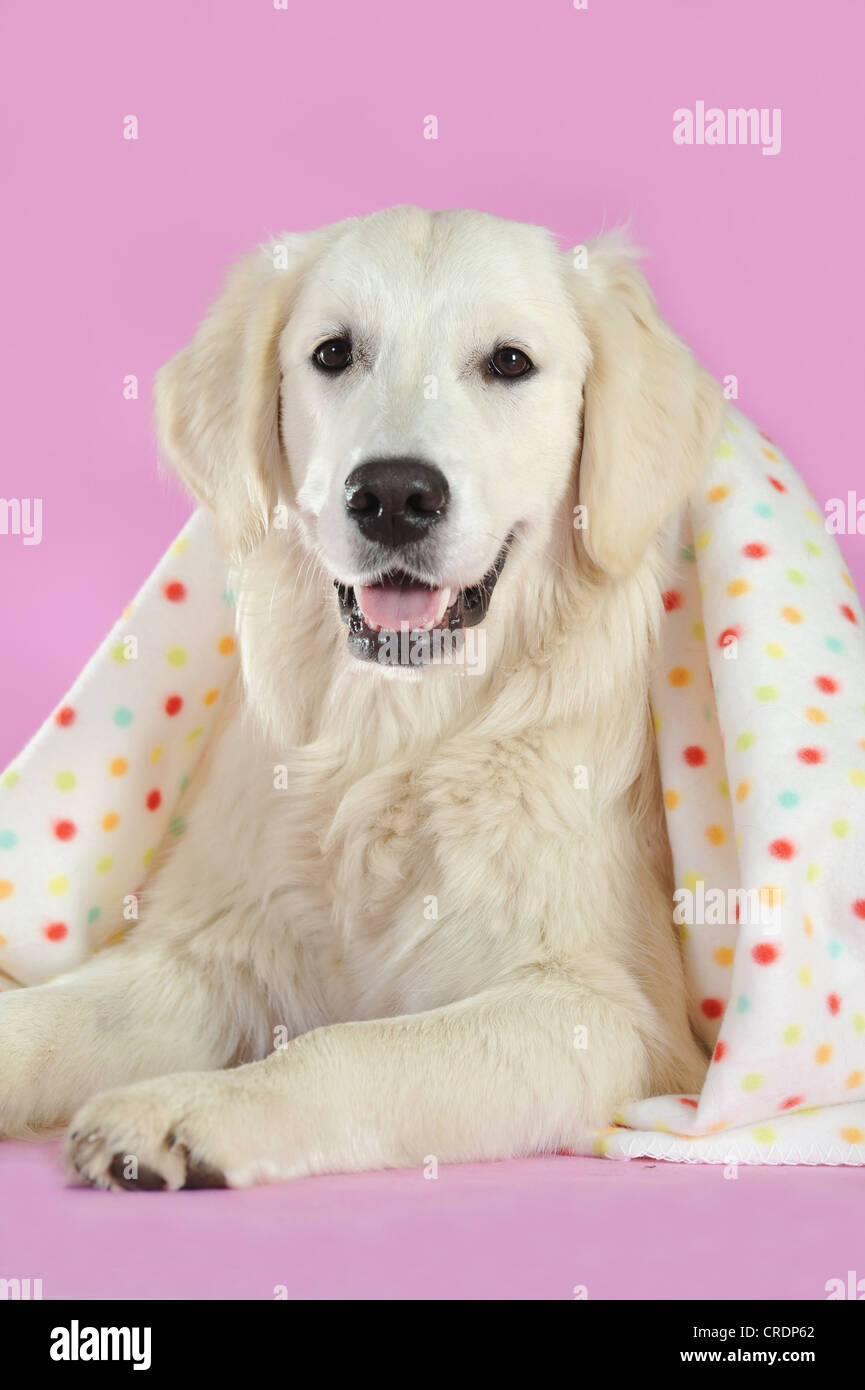 Golden Retriever looking out from under a blanket Stock Photo Alamy