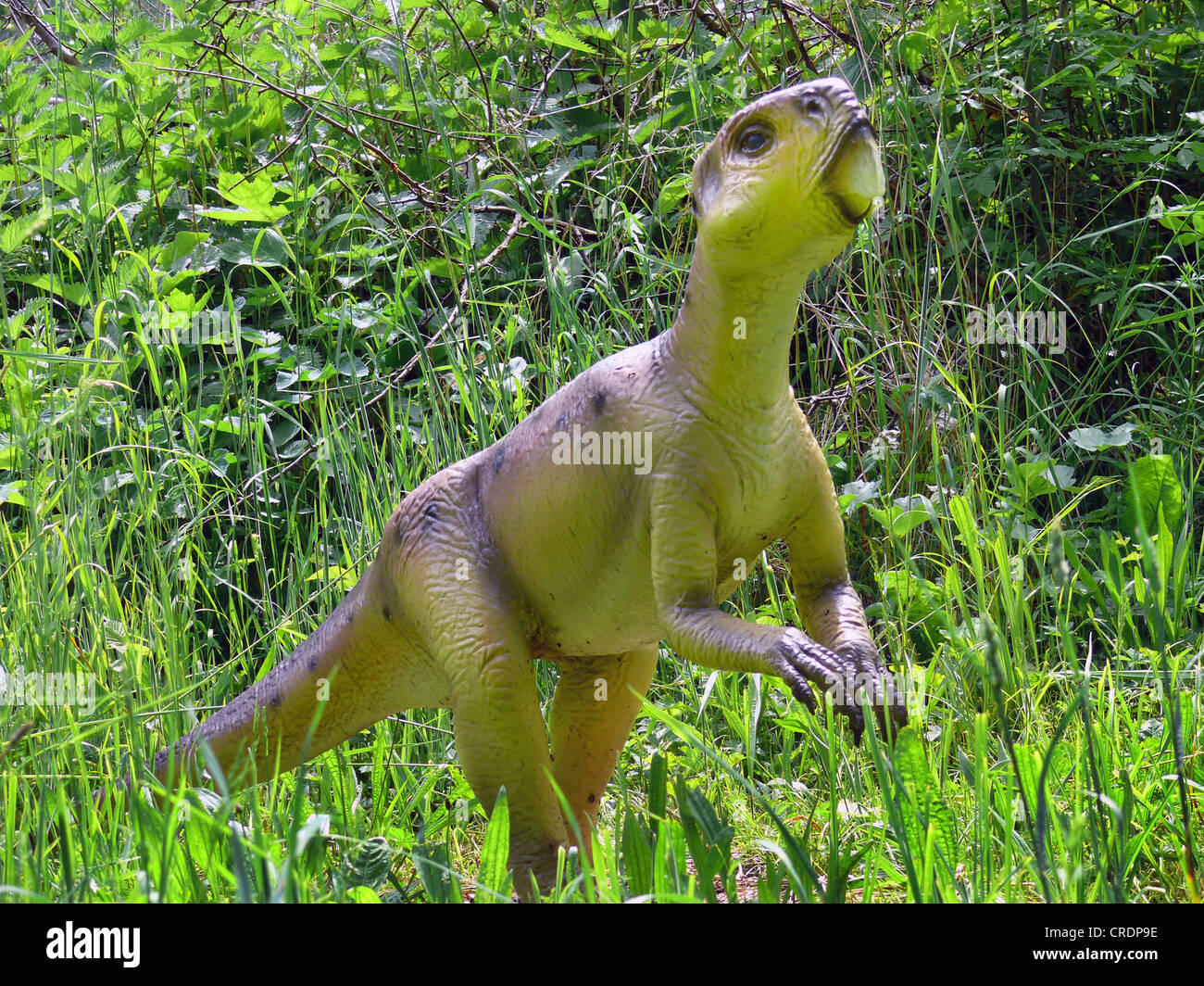 Parrot Lizard (Psittacosaurus), erect Stock Photo Alamy