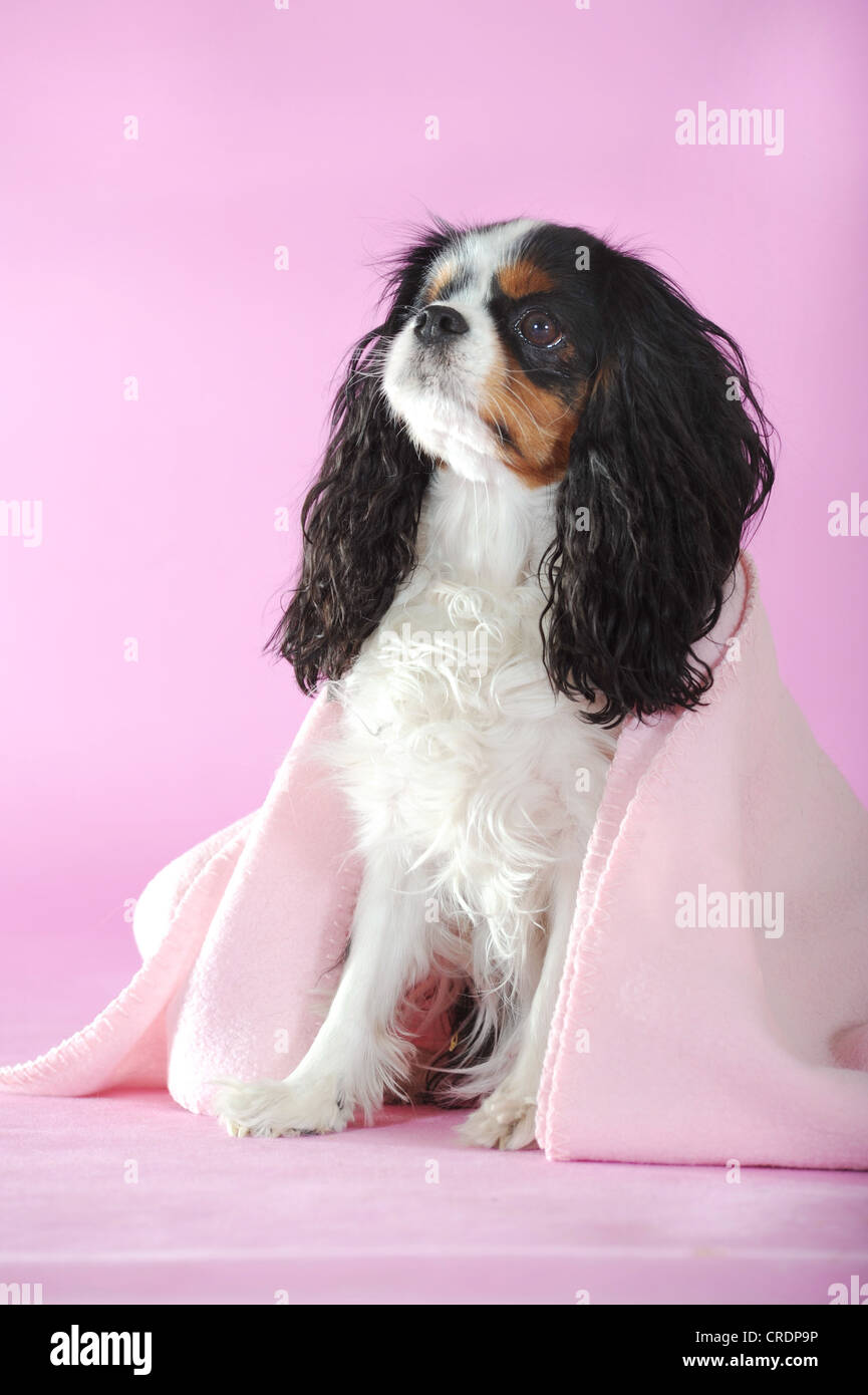 Cavalier King Charles Spaniel, tricolour, seated with a pink blanket
