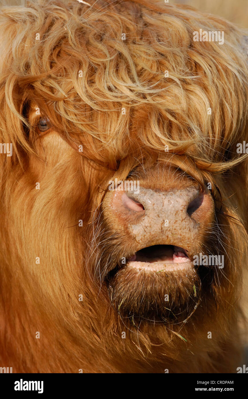 Scottish Highland Cattle (Bos primigenius f. taurus), bull, portrait Stock Photo