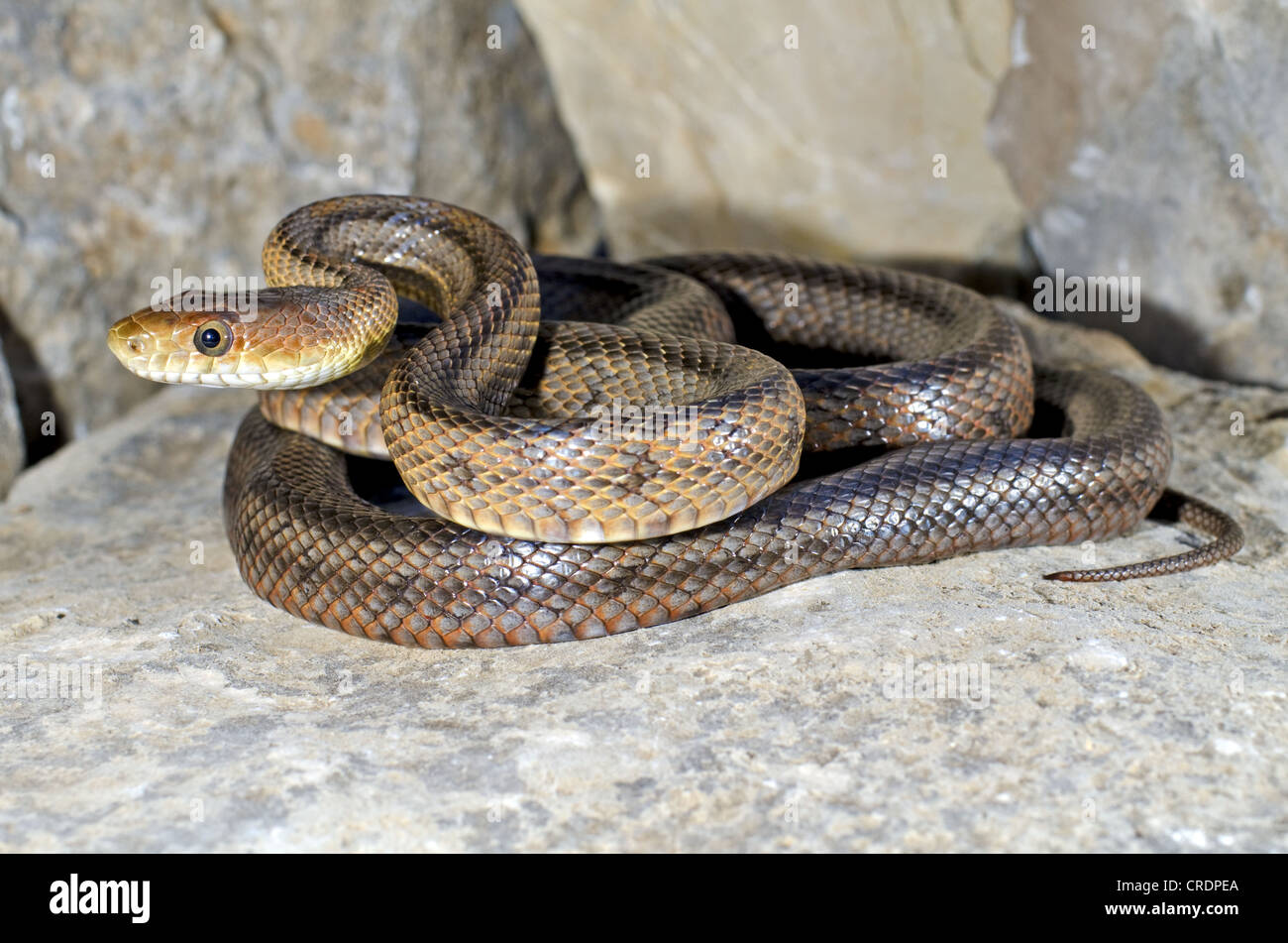 Adult Baird's Ratsnake, (Pantherophis bairdi), Davis Mountains, Jeff Davis county, Texas, USA. Stock Photo