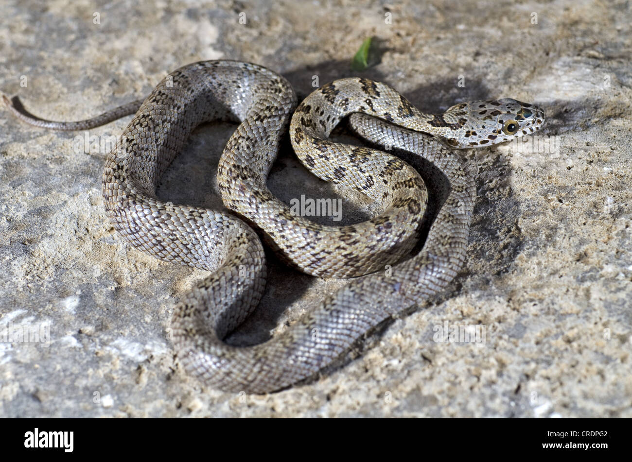 Juvenile Baird's Ratsnake, (Pantherophis bairdi), Davis Mountains, Jeff Davis county, Texas, USA. Stock Photo