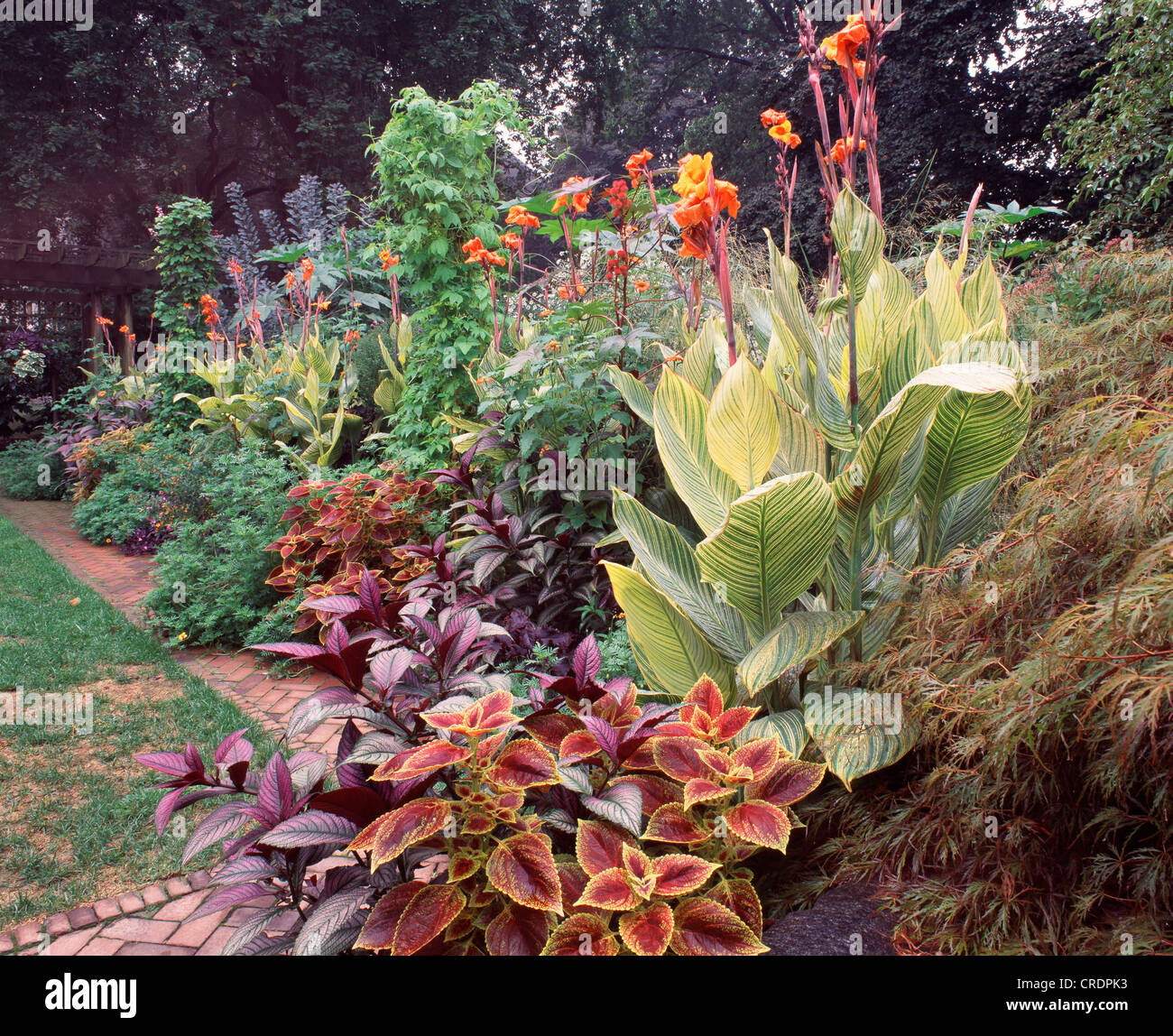 ANNUAL BORDER WITH TROPICAL THEME WITH GARDEN CANNA, PERSIAN SHIELD AND COLEUS, SWARTHMORE COLLEGE, PENNSYLVANIA Stock Photo