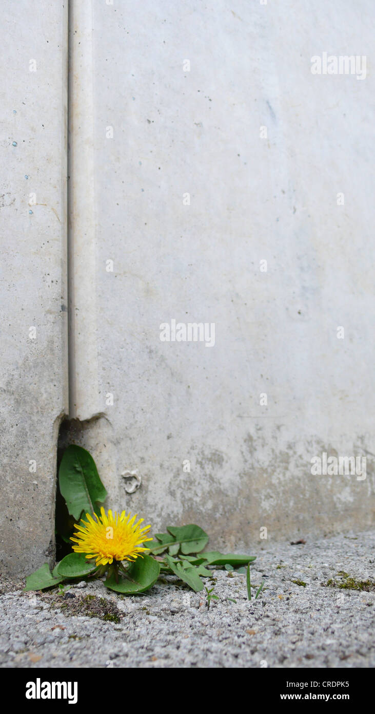 common dandelion (Taraxacum officinale), blooming planz between paving stones Stock Photo