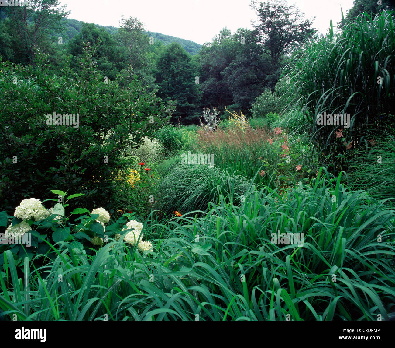 PERENNIAL BORDER WITH HYDRANGEA, SARGENT CRAB APPLE, AND MULTIPLE DECORATIVE GRASSES. Stock Photo