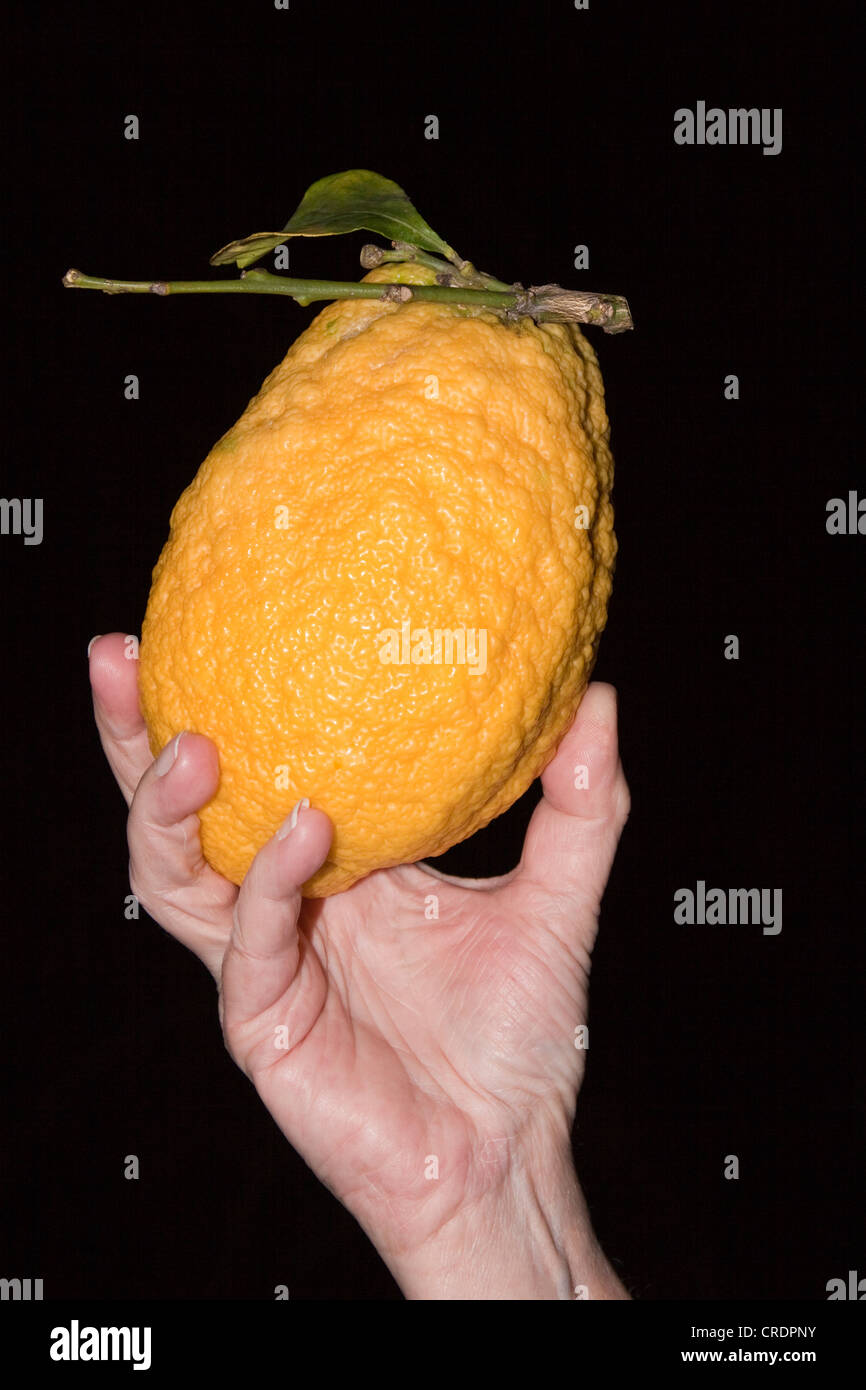 Hand holding a Citron or Cedrat (Citrus medica) Stock Photo