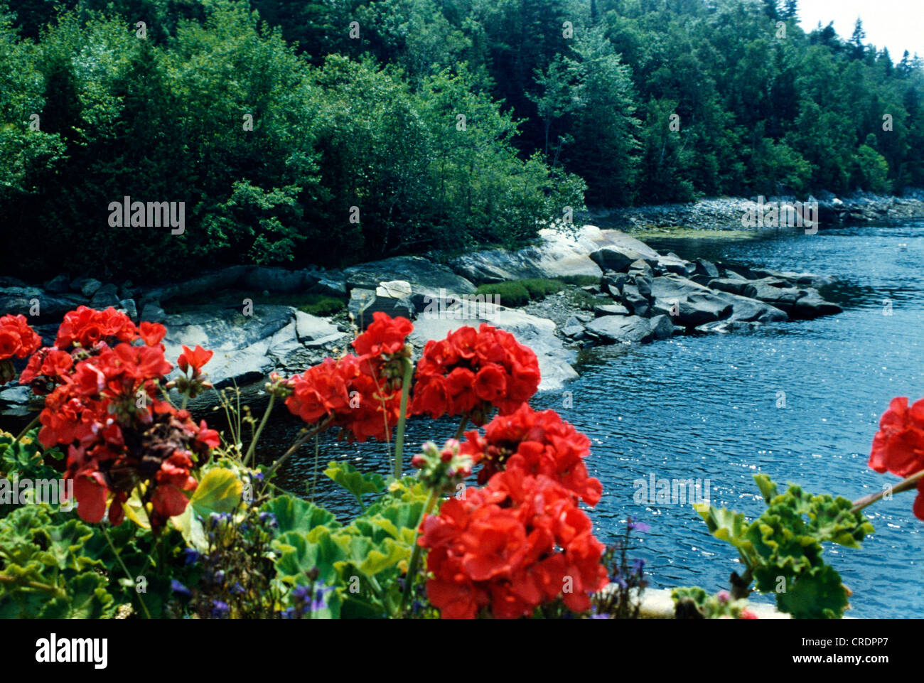 RED FLOWERS ON RIVER BANK, EAST BLUE HILL, MAINE Stock Photo Alamy