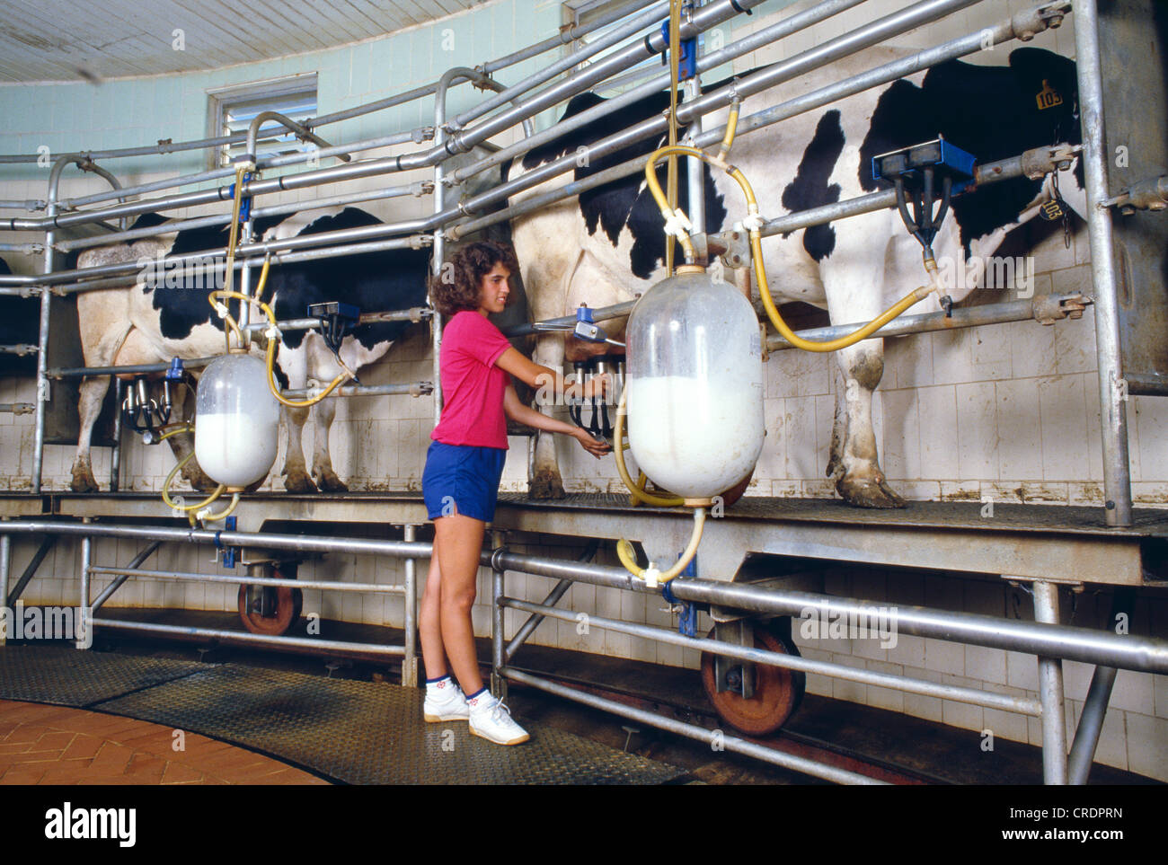 CAROUSEL MILKING PARLOR / PENNSYLVANIA Stock Photo