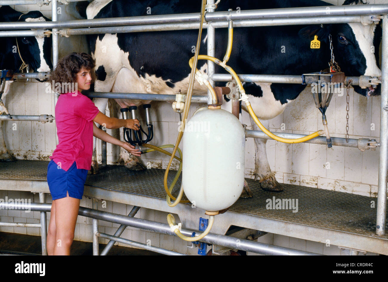 CAROUSEL MILKING PARLOR / QUARRYVILLE, PA Stock Photo - Alamy