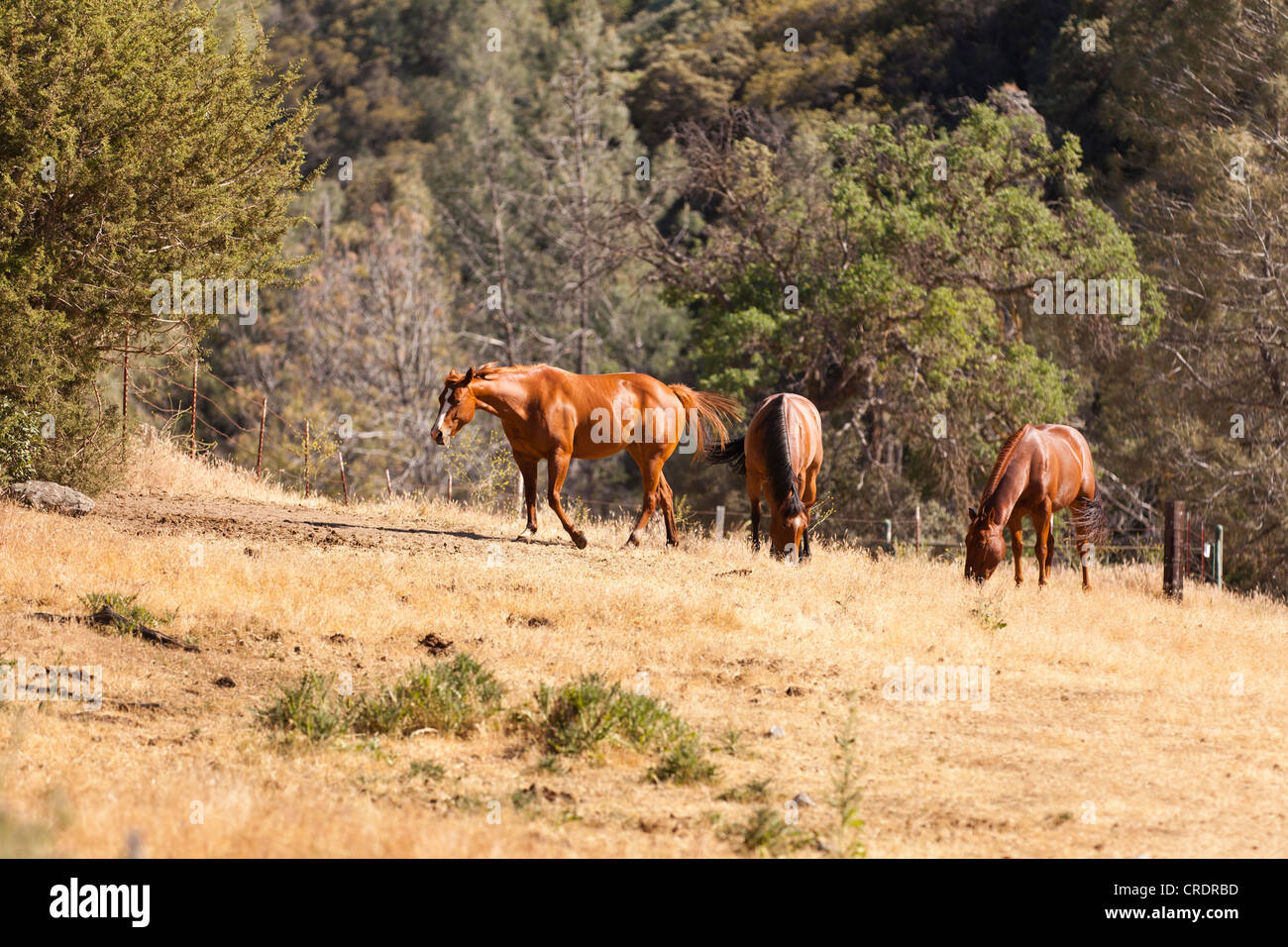 Horses grazing on dry grass field Stock Photo