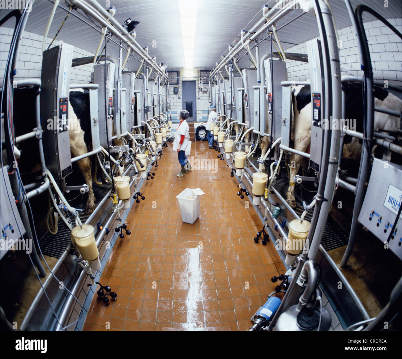 COMPUTERIZED MILKING PARLOR USING COMPUTER TO RECORD EACH COW'S MILK ...