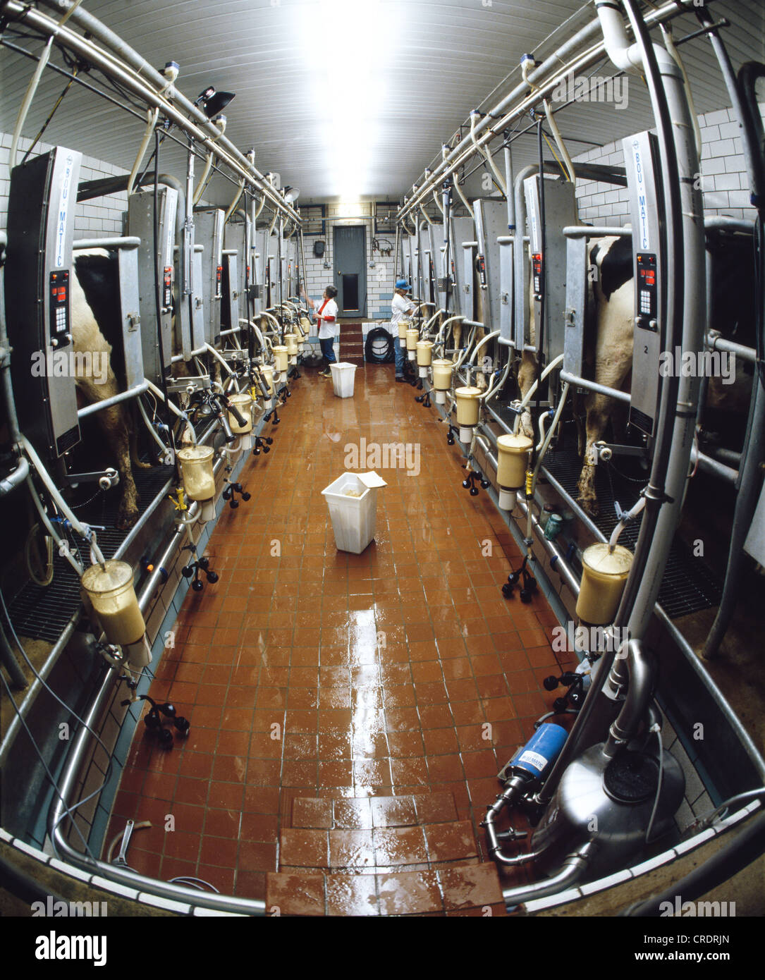 COMPUTERIZED MILKING PARLOR USING COMPUTER TO RECORD EACH COW'S MILK ...