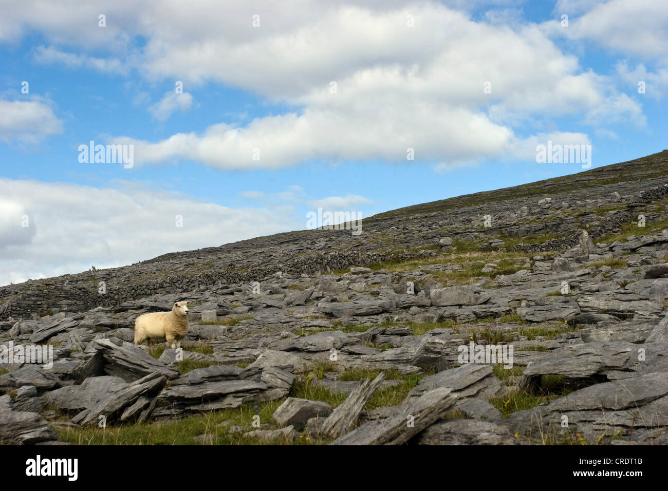 domestic sheep (Ovis ammon f. aries), in Burren landscape , Ireland, Clarens, The Burren Stock Photo