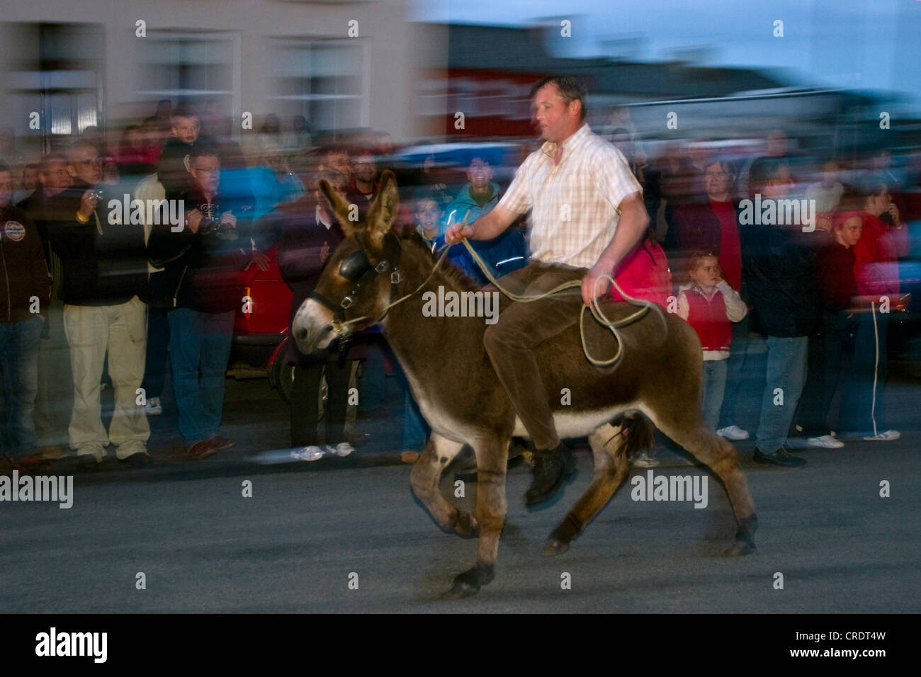 domestic donkey (Equus asinus f. asinus), Donkey race at Kilkee Harvest