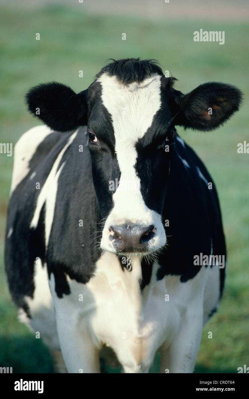 CLOSE-UP OF HOLSTEIN COW / PENNSYLVANIA Stock Photo - Alamy